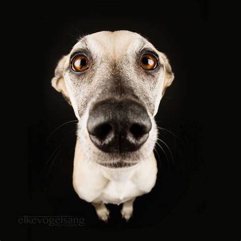 Incredibly Expressive Dog Portraits By Elke Vogelsang Dog Portraits