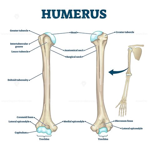 Right Humerus Anterior And Posterior View