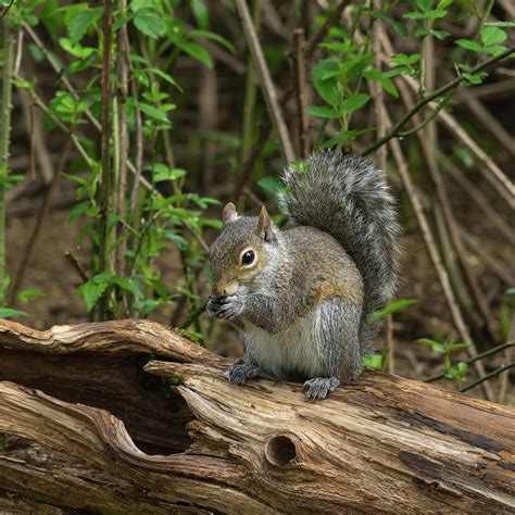Gray Squirrel 3384 S Photograph By Jerry Owens
