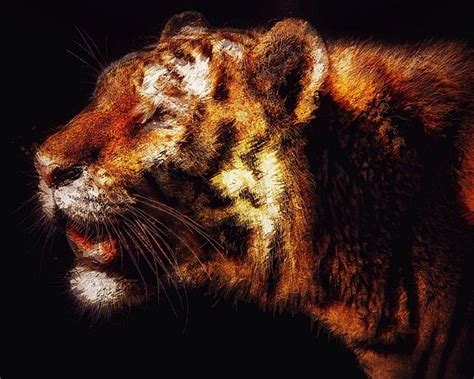 Prowling Tiger By Mark Taylor Tiger Painting Stretched Canvas Prints