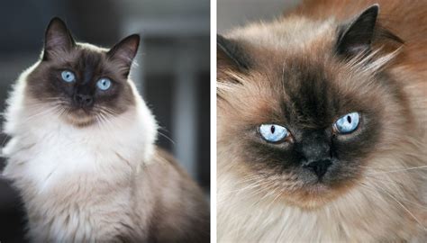 Ragdoll Vs Himalayan The Ragdoll Hub