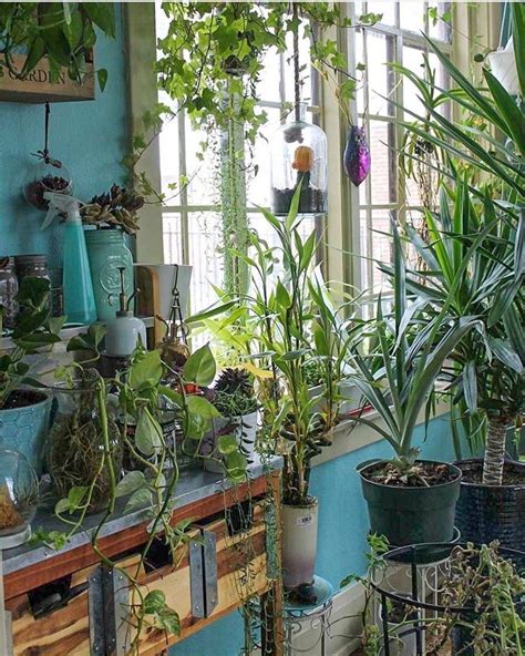 Many Houseplants Are Growing In The Windowsills And On Shelves Next To
