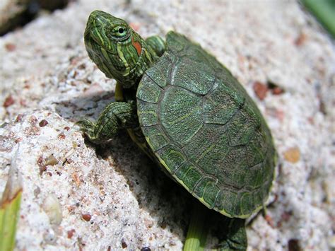 Cute Green Baby Turtle Hd Sea Animal Wallpapers Hd