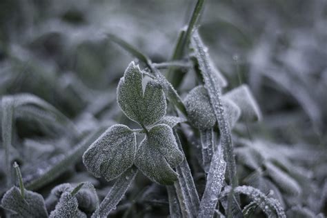 How Cold Weather Affects Plants Envii