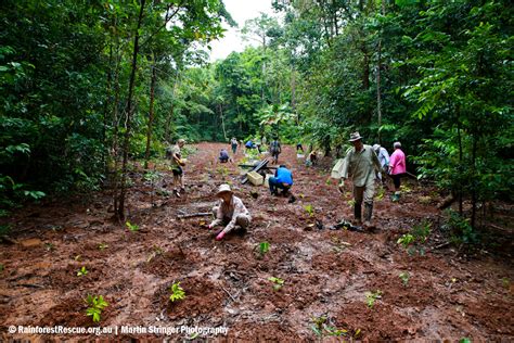 How You Can Help Rainforest Rescue