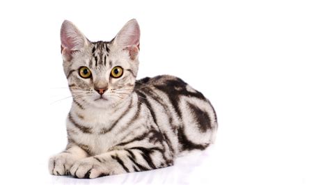 American Shorthair Cat Breed Profile Information Cozy Cat Central