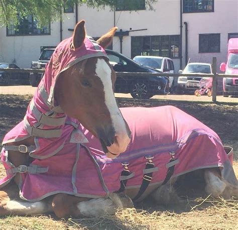 As far as the prices are concerned you can buy a trained marwari or kathiawari horse starting for a bare ₹ 30,000 /$460 and the upper limit is whatever a buyer is willing to. Katie Price Instagram: Fans blast star over treatment of ...