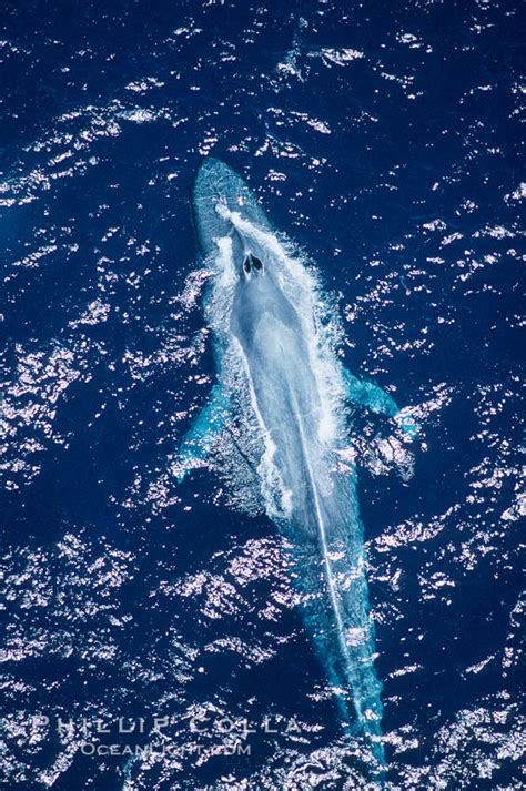 The Blue Whale Largest Animal On Earth Natural History Photography Blog