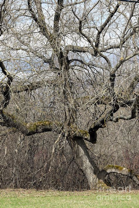 Gnarly Tree Photograph By William Tasker Fine Art America