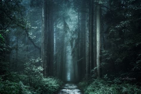 Dark Footbridge Forest Mystical Nature Path Route Trees Way