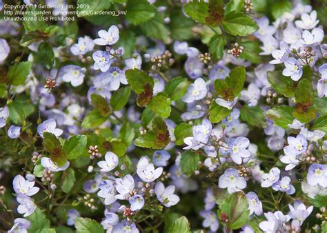 Plantfiles Pictures Veronica Creeping Speedwell Waterperry Blue