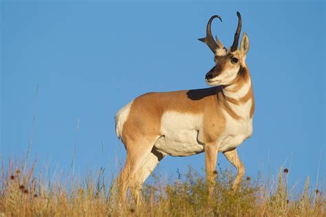 Pronghorn Anteplope American Vision Photography