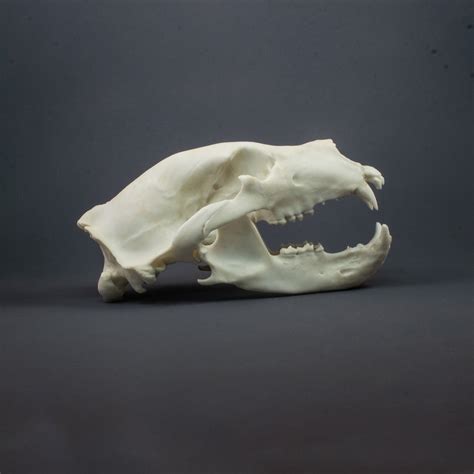 Brown Bear Skull Replica Museum Quality Anyskull