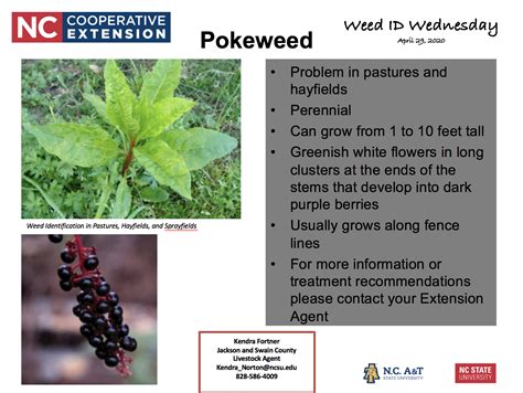 Weed Id Wednesday Pokeweed April 29 2020 Nc Cooperative Extension