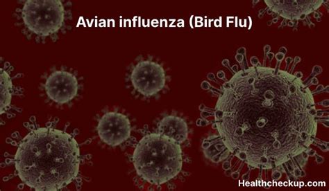 Avian Influenza Bird Flu Symptoms Diagnosis Treatment Prevention