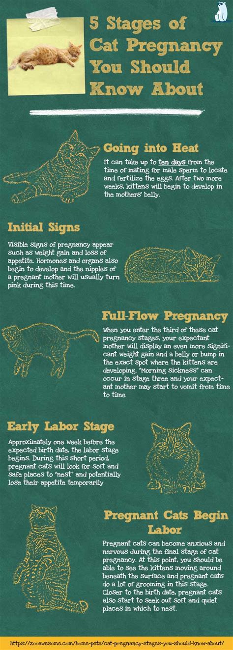 Cat Pregnancy Stages You Should Know About Zooawesome