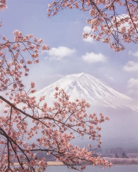 Mtfuji In The Cherry Blossoms By Makiko Samejima