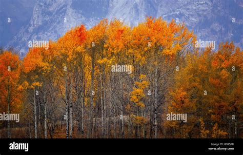 Fall Colors Grand Teton National Park Wyoming Usa Stock Photo Alamy