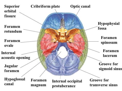 Cranial Nerves Charles Beaman