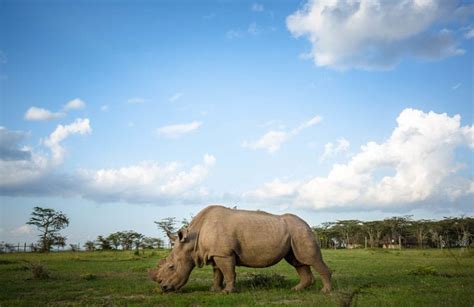 5 Biotechnologies That Might Help Save Endangered Species Revive