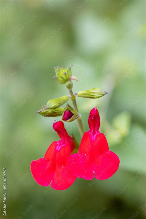 Salvia Microphylla Hot Lips Flowers Grown In A Garden Stock Photo