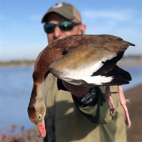 Black Bellied Whistling Duck Species Info And Hunting Ramsey Russells