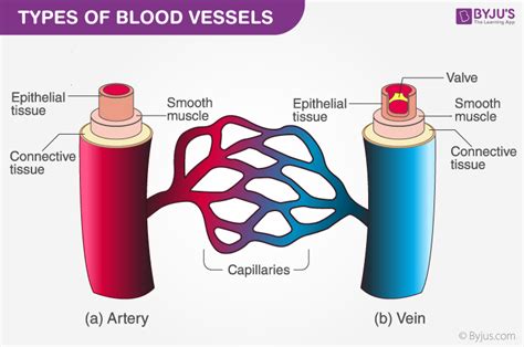 Blood Vessels Diagram
