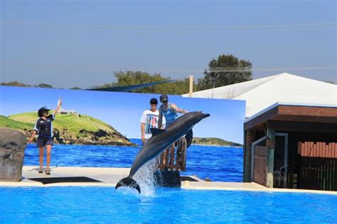 Show Time Picture Of Pet Porpoise Pool Dolphin Marine Magic Coffs