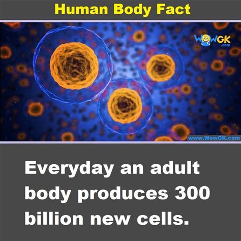 Everyday Cells Are Destroyed And Created In Our Body How Many New