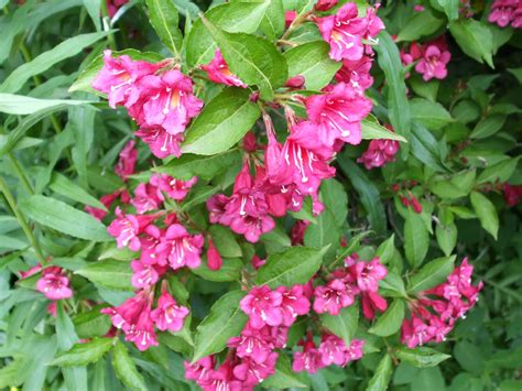 Maybe you would like to learn more about one of these? Biggi's erster Test-Blog: Blumen - Garten - Parade Aufgabe 8
