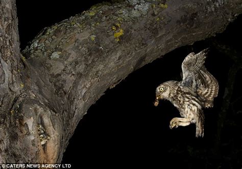 Incredible Image Captures The Flight Of A Mother Owl As She Swoops Down