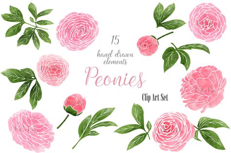Botanical Clipart Wedding Clipart Pink Peonies Peony Clip Art Paeonia