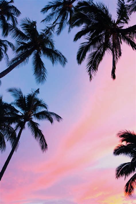 Hawaii Palm Trees Iphone Wallpaper Virgen Kimmel