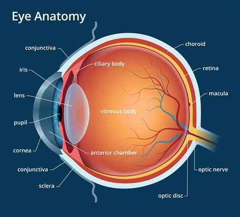Human Eye Anatomy Parts Of The Eye Explained Eye Anatomy Parts Of