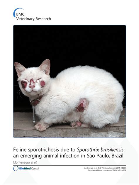 Pdf Feline Sporotrichosis Due To Sporothrix Brasiliensis