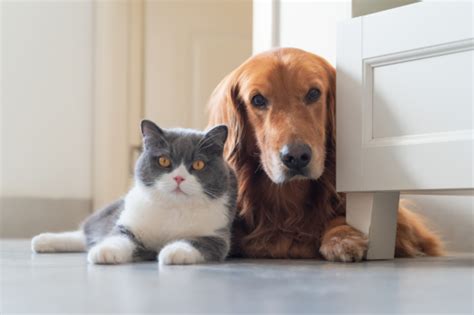 17 Cat Breeds That Get Along With Dogs Dog Friendly Cat Breeds
