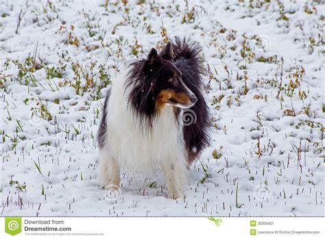 A Sheltie In The Snow Stock Image Image Of Animal Snow 35309421