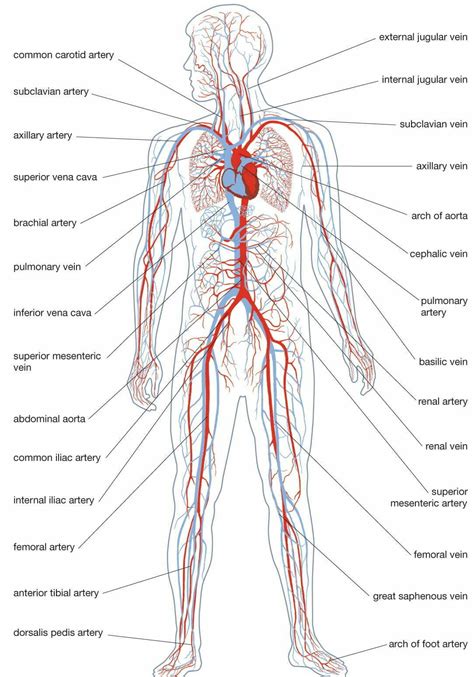 Do You Know How Our Blood Vessels Heal Themselves And Answer To This