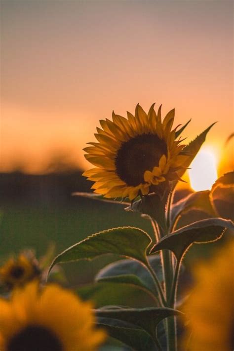 Pin By Yulianaq On Home Goals Sunflower Pictures Sunflower Images