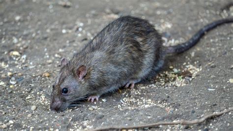 Rat Sightings On The Rise In London As Businesses Remain Closed During
