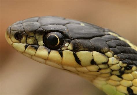 24 Types Of Garter Snakes In The United States W Pics Bird