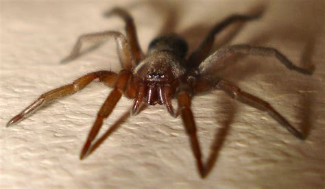 Dsc01815 British Spiders Spiders Mouse Spider Scotophaeus Flickr
