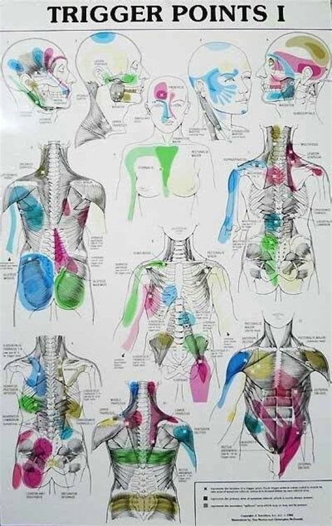 Massage Back Muscle Chart The Most Important Muscles To Work In A