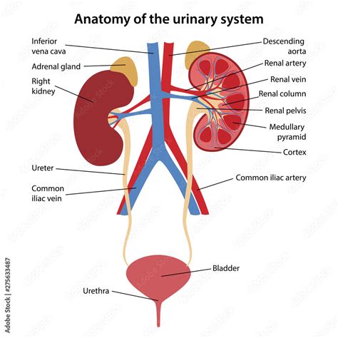 Anatomy Of The Human Urinary System With Main Parts Labeled Vector