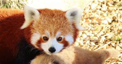 Endangered Red Panda Escapes Zoo Stoke On Trent Live
