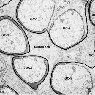 PDF Structure Of The Sertoli Cell Sertoli Cell Biology