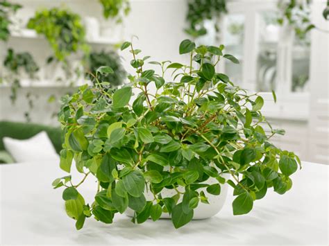 European Trailing Peperomia Teardrop Care Difficulty Easy