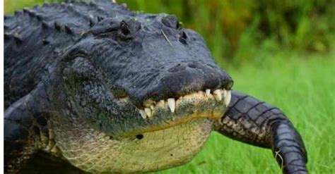 How Fast Can Alligators Run Imp World
