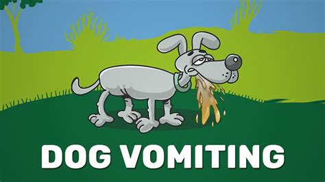 Dog Vomiting Reasons And Facts On Nausea In Dogs Petmoo