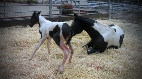 Birth Of A Baby Horse